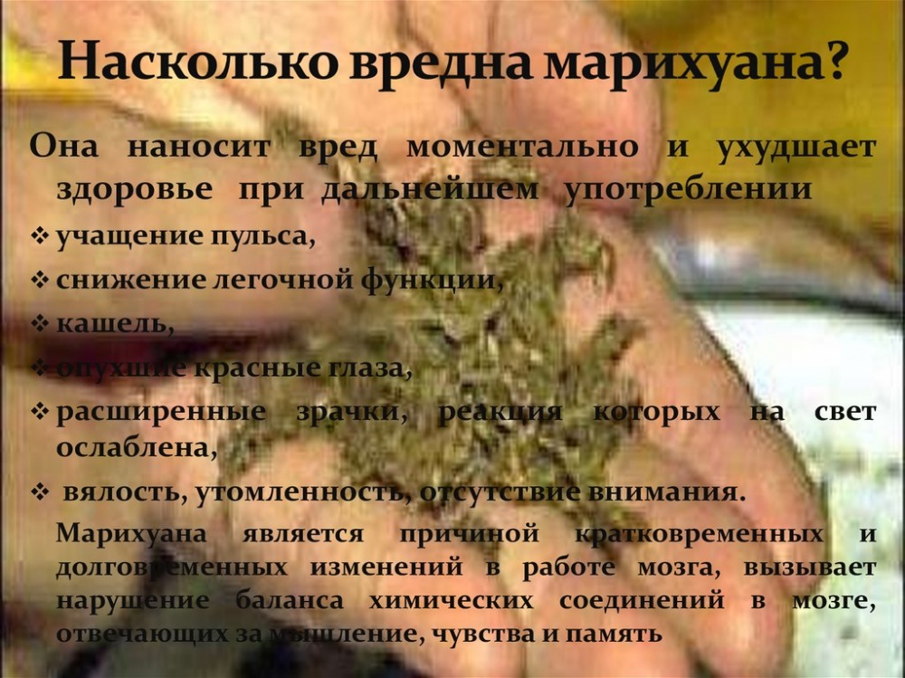 Факты о вреде марихуаны семена заказ ру отзывы