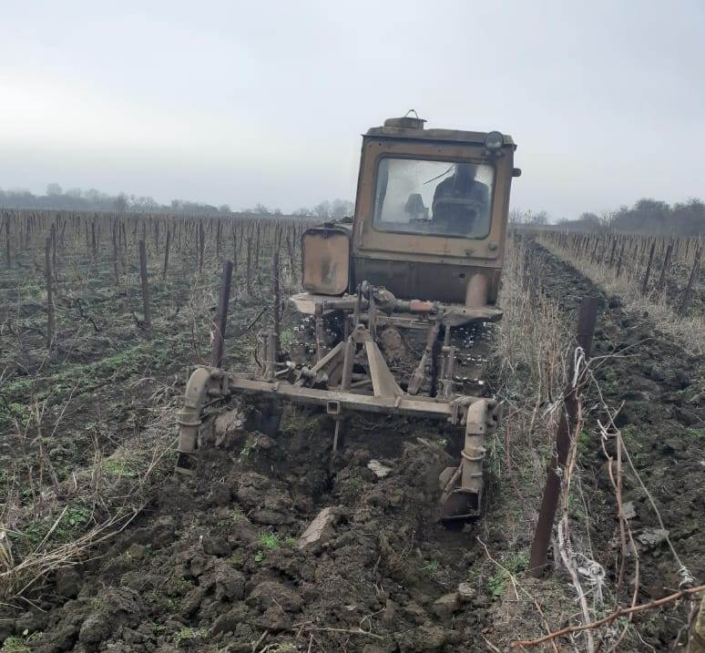 В Хасавюртовском районе в разгаре полевые работы на виноградниках